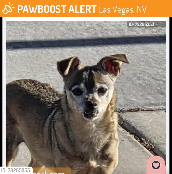 Found/Stray Unknown Dog last seen Brent lane and El Capitan in the dirt lot, Las Vegas, NV 89143