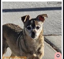 Found/Stray Unknown Dog last seen Brent lane and El Capitan in the dirt lot, Las Vegas, NV 89143
