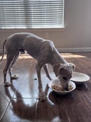 Found/Stray Male Dog last seen Grangerland Conroe on Gulf coast rd, Montgomery County, TX 77302