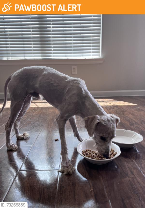 Found/Stray Male Dog last seen Grangerland Conroe on Gulf coast rd, Montgomery County, TX 77302