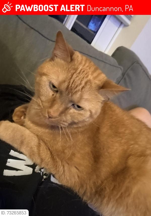 Lost Male Cat last seen Petersburg Commons, Duncannon, PA 17020