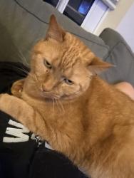 Lost Male Cat last seen Petersburg Commons, Duncannon, PA 17020