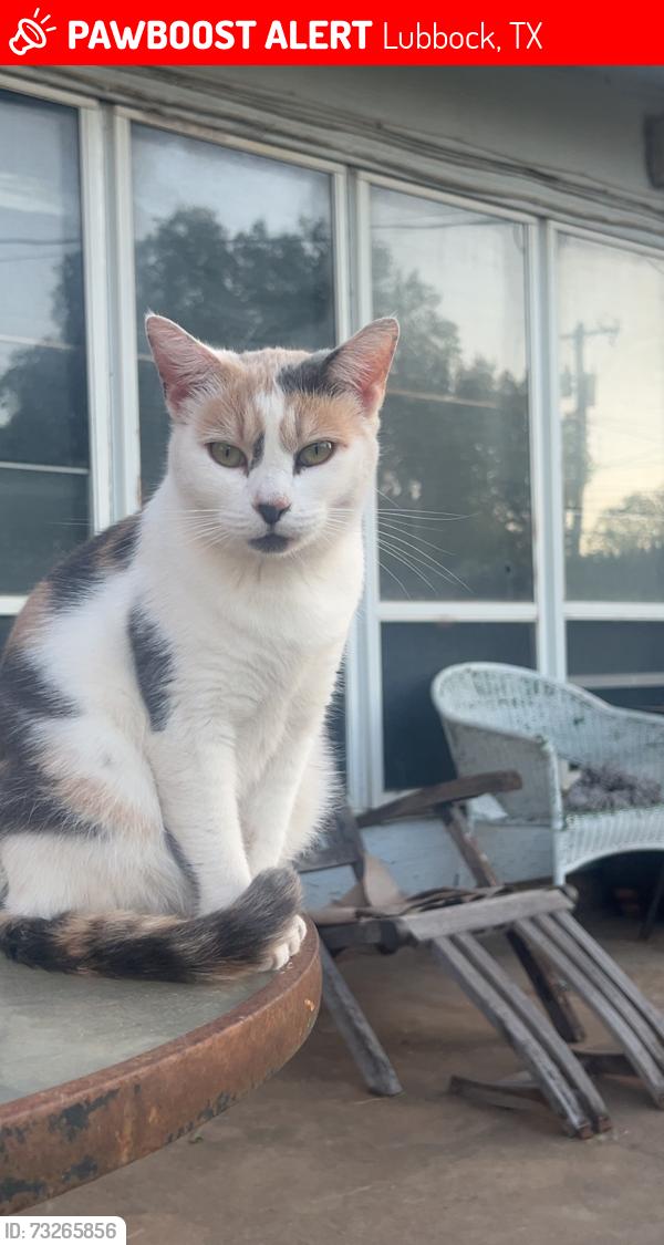 Lost Female Cat last seen Near 66th street, Lubbock, TX 79413
