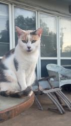 Lost Female Cat last seen Near 66th street, Lubbock, TX 79413