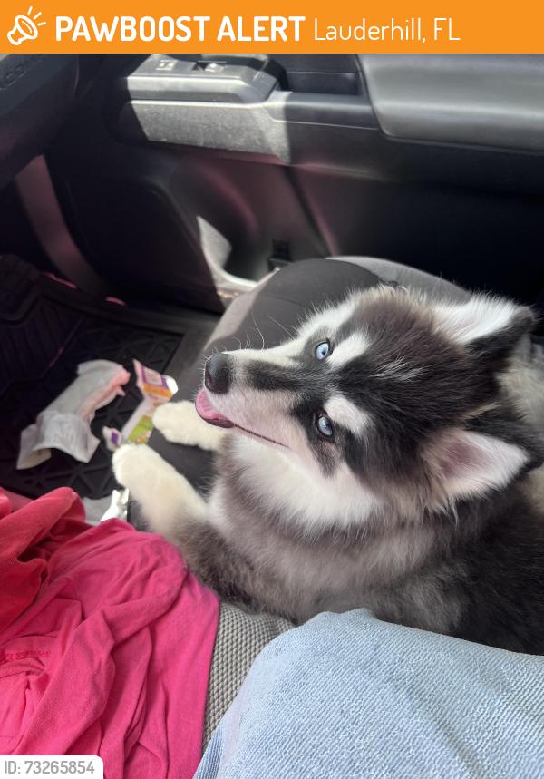 Found/Stray Male Dog last seen Swap Shop, Lauderhill, FL 33311