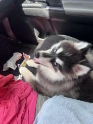 Found/Stray Male Dog last seen Swap Shop, Lauderhill, FL 33311