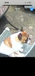 Lost Male Dog last seen Donegal rd, Floreat, WA 6014
