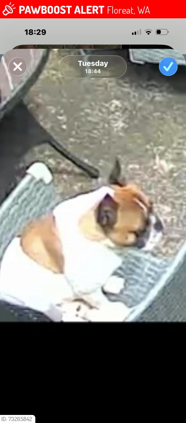 Lost Male Dog last seen Donegal rd, Floreat, WA 6014