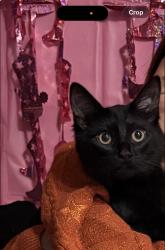 Lost Female Cat last seen riss park, Chicago, IL 60639