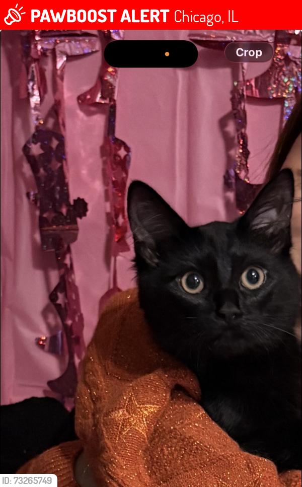 Lost Female Cat last seen riss park, Chicago, IL 60639