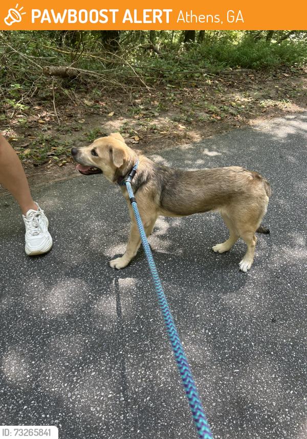 Found/Stray Female Dog last seen Near Memorial Park, Athens, GA 30609