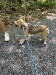 Found/Stray Female Dog last seen Near Memorial Park, Athens, GA 30609