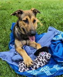 Found/Stray Female Dog last seen Lawrenceville Hwy & Cooledge Rd/Northlake Pkwy, Tucker, GA 30084