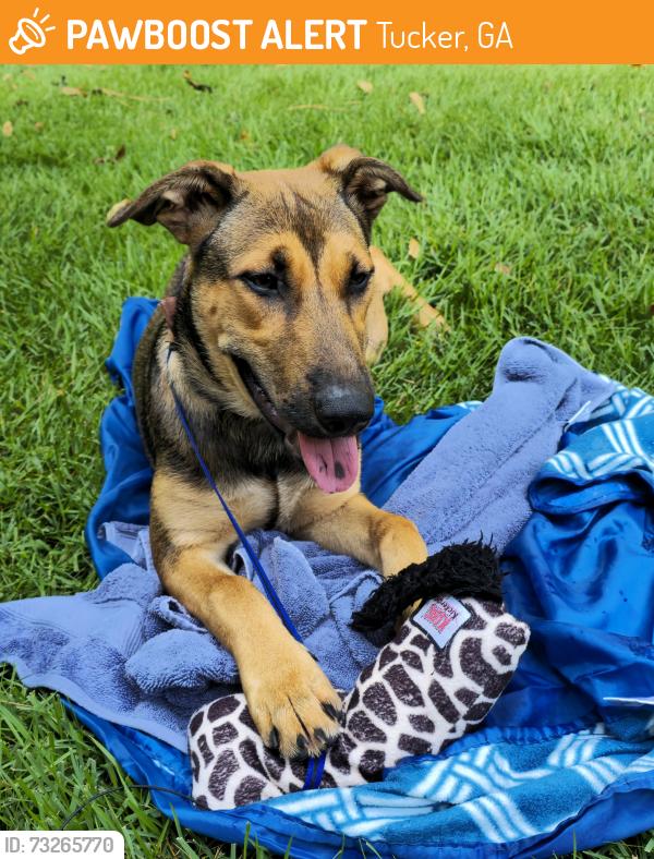 Found/Stray Female Dog last seen Lawrenceville Hwy & Cooledge Rd/Northlake Pkwy, Tucker, GA 30084