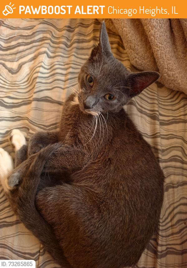 Found/Stray Female Cat last seen 206th Street, Chicago Heights, IL 60411
