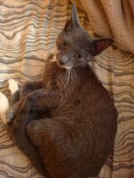 Found/Stray Female Cat last seen 206th Street, Chicago Heights, IL 60411
