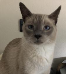 Lost Male Cat last seen Breezy Hill lane, Rockwall, TX 75087