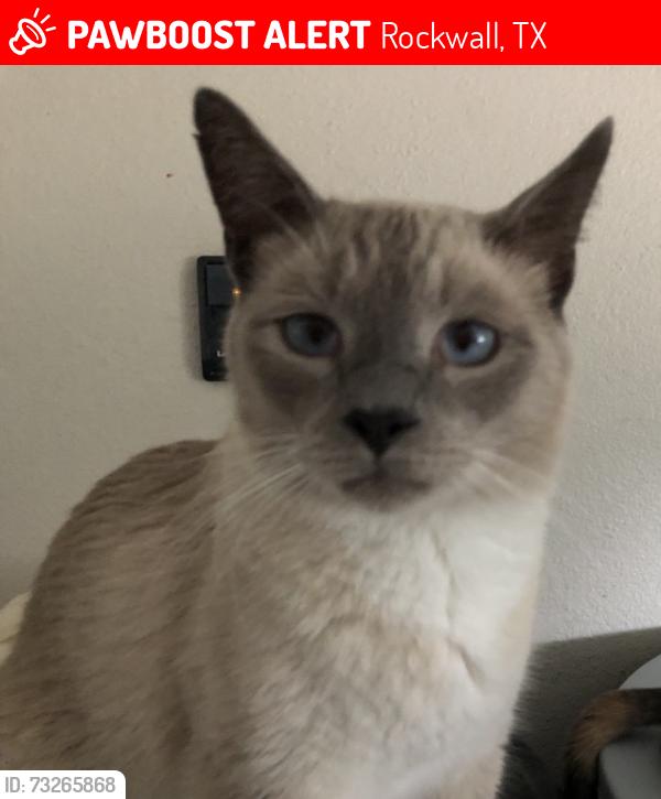 Lost Male Cat last seen Breezy Hill lane, Rockwall, TX 75087