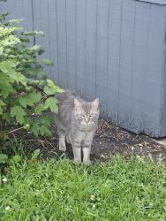Found/Stray Unknown Cat last seen Cedar Terrace Mobile Home Park, Cedar Rapids, IA 52404
