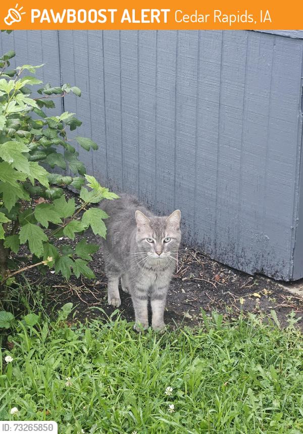 Found/Stray Unknown Cat last seen Cedar Terrace Mobile Home Park, Cedar Rapids, IA 52404
