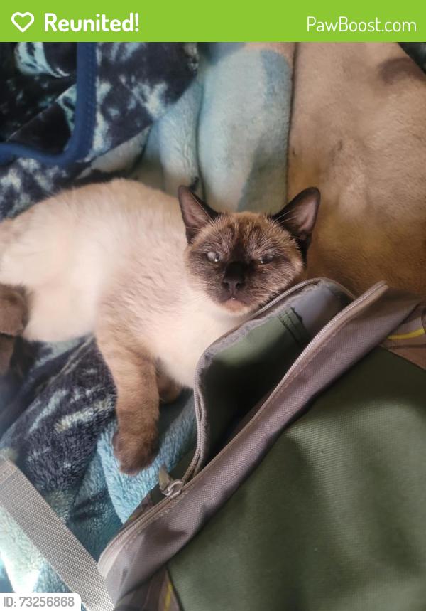 Reunited Female Cat last seen Larch and Rodeo, Hesperia, CA 92345