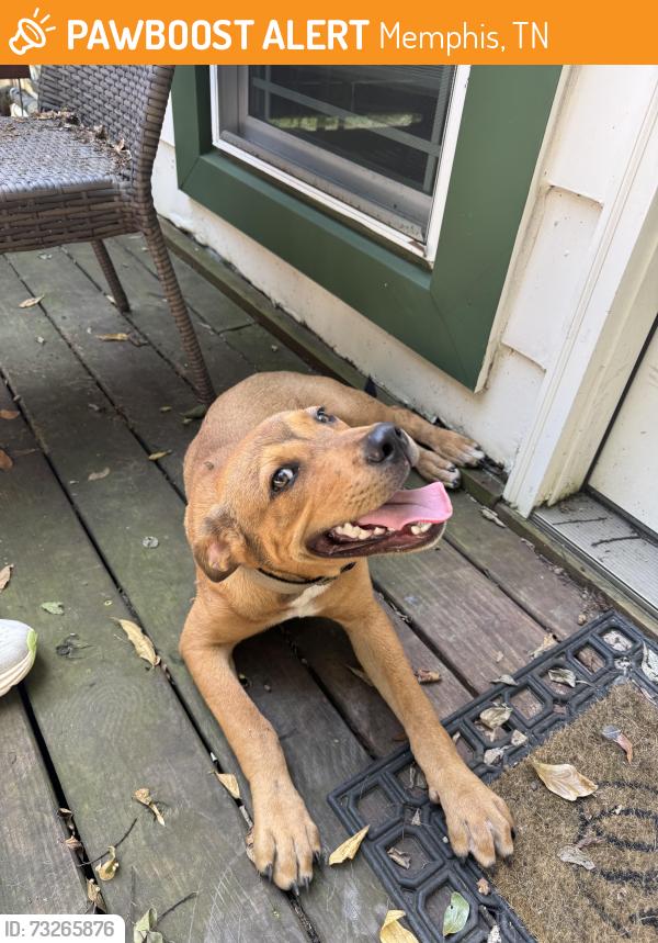 Found/Stray Male Dog last seen Goodbar, Memphis, TN 38104