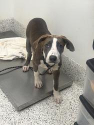 Shelter Stray Male Dog last seen Near M.L.K. Drive SW, Atlanta, GA, 1251 Fulton Industrial Blvd NW, Atlanta, GA 30336, USA