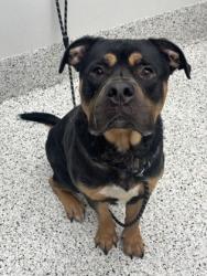 Shelter Stray Male Dog last seen Near Cochran mill rd, Chattahoochee Hills, GA, 1251 Fulton Industrial Blvd NW, Atlanta, GA 30336, USA