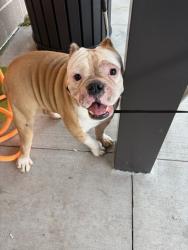 Shelter Stray Male Dog last seen Near Kimmeridge Dr., Atlanta, GA, 1251 Fulton Industrial Blvd NW, Atlanta, GA 30336, USA