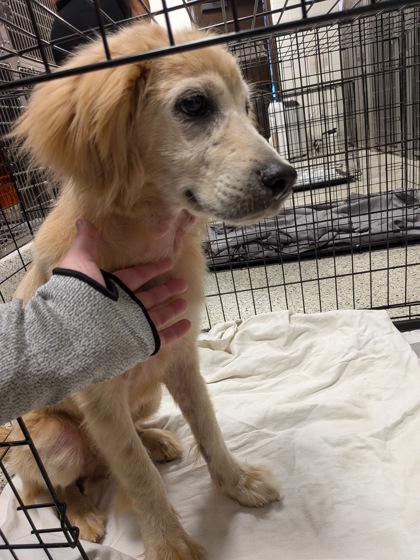 Shelter Stray Male Dog last seen Creekside Circle and Creek View Terrace, Atlanta, GA, 1251 Fulton Industrial Blvd NW, Atlanta, GA 30336, USA