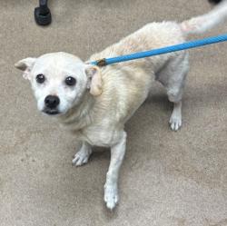 Shelter Stray Male Dog last seen Near 2nd Ave, Decatur, GA 30032, 30032, GA, 3280 Chamblee Dunwoody Rd, Chamblee, GA 30341, USA