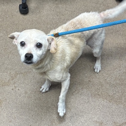 Shelter Stray Male Dog last seen Near 2nd Ave, Decatur, GA 30032, 30032, GA, 3280 Chamblee Dunwoody Rd, Chamblee, GA 30341, USA