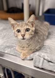 Shelter Stray Female Cat last seen askin brick rd, Ernul, NC, 1639 Old Airport Rd, New Bern, NC 28562, USA