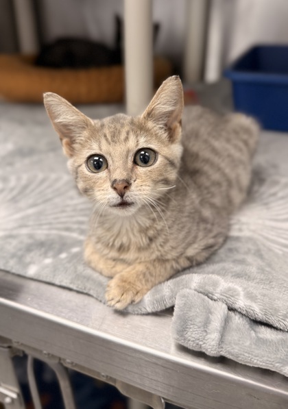 Shelter Stray Female Cat last seen askin brick rd, Ernul, NC, 1639 Old Airport Rd, New Bern, NC 28562, USA
