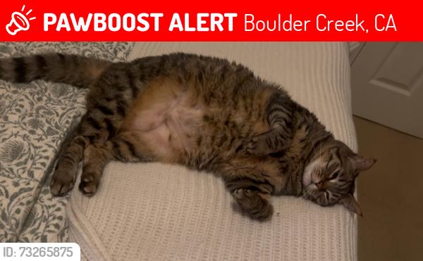 Lost Female Cat last seen Highway 9, Boulder Creek, CA 95006