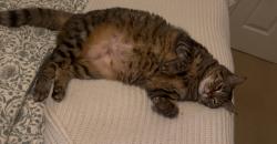 Lost Female Cat last seen Highway 9, Boulder Creek, CA 95006