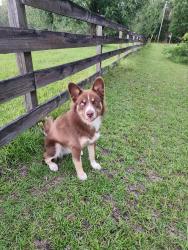 Found/Stray Male Dog last seen NW 202nd street and 190th ave High Springs FL, High Springs, FL 32643
