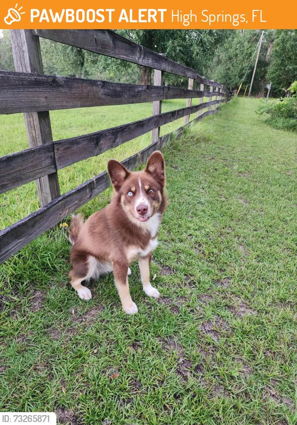 Found/Stray Male Dog last seen NW 202nd street and 190th ave High Springs FL, High Springs, FL 32643