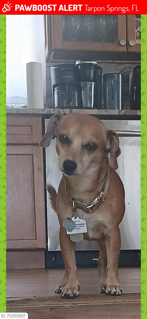 Lost Male Dog last seen Castleworks lane Florida Ave, Tarpon Springs, FL 34689