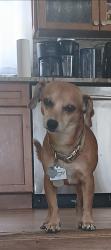 Lost Male Dog last seen Castleworks lane Florida Ave, Tarpon Springs, FL 34689