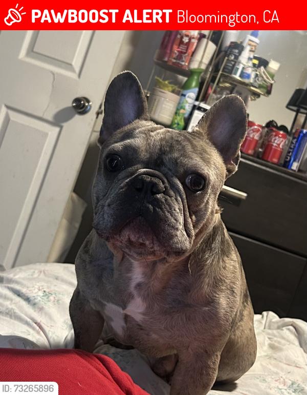 Lost Male Dog last seen Cedar and Slover, Bloomington, CA 92316