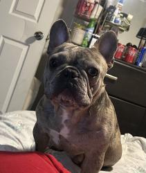 Lost Male Dog last seen Cedar and Slover, Bloomington, CA 92316