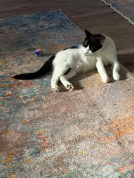 Reunited Female Cat last seen 59th Street North and 78th, by the new Police HQ, Pinellas Park, FL 33781