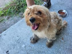 Reunited Female Dog last seen Cherbourg Ave. North, Jacksonville, FL 32205