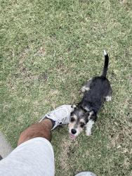 Found/Stray Female Dog last seen Aspan Av, Covina, CA 91722