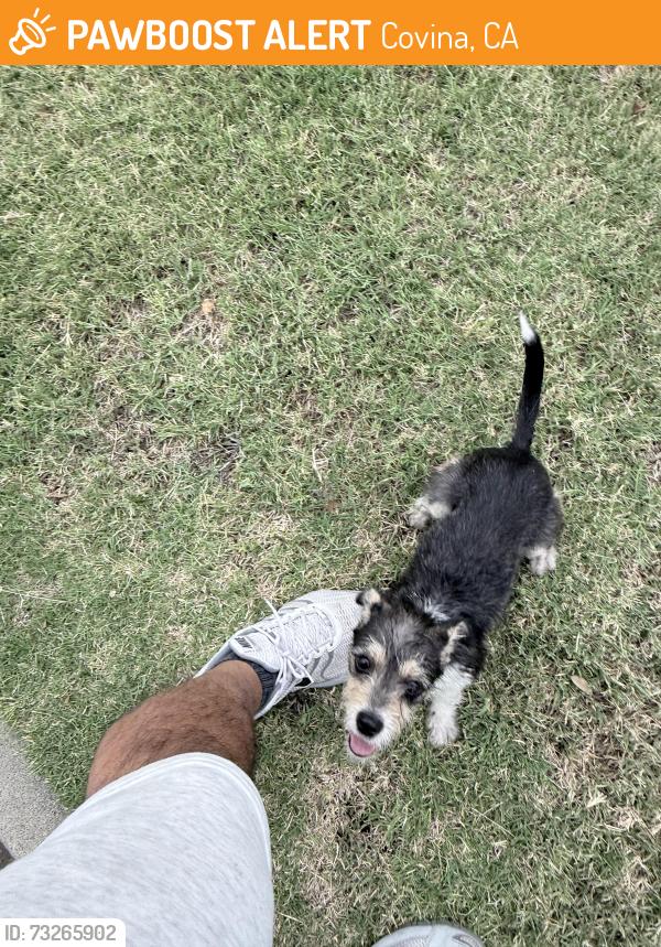 Found/Stray Female Dog last seen Aspan Av, Covina, CA 91722