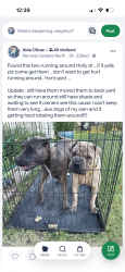 Found/Stray Female Dog last seen Delano/midkiff, Midland, TX 79703