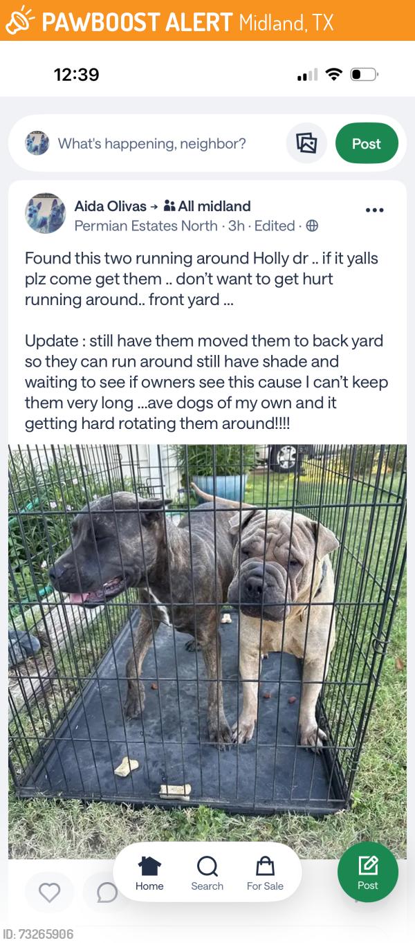 Found/Stray Female Dog last seen Delano/midkiff, Midland, TX 79703
