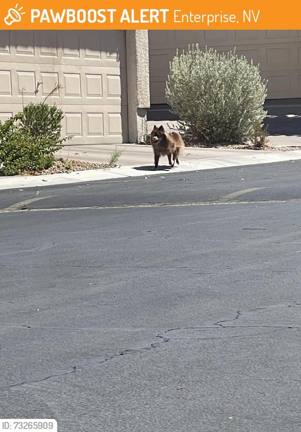 Found/Stray Unknown Dog last seen Alondra Peak & Coronado Peak, Enterprise, NV 89183