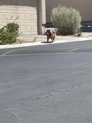 Found/Stray Unknown Dog last seen Alondra Peak & Coronado Peak, Enterprise, NV 89183